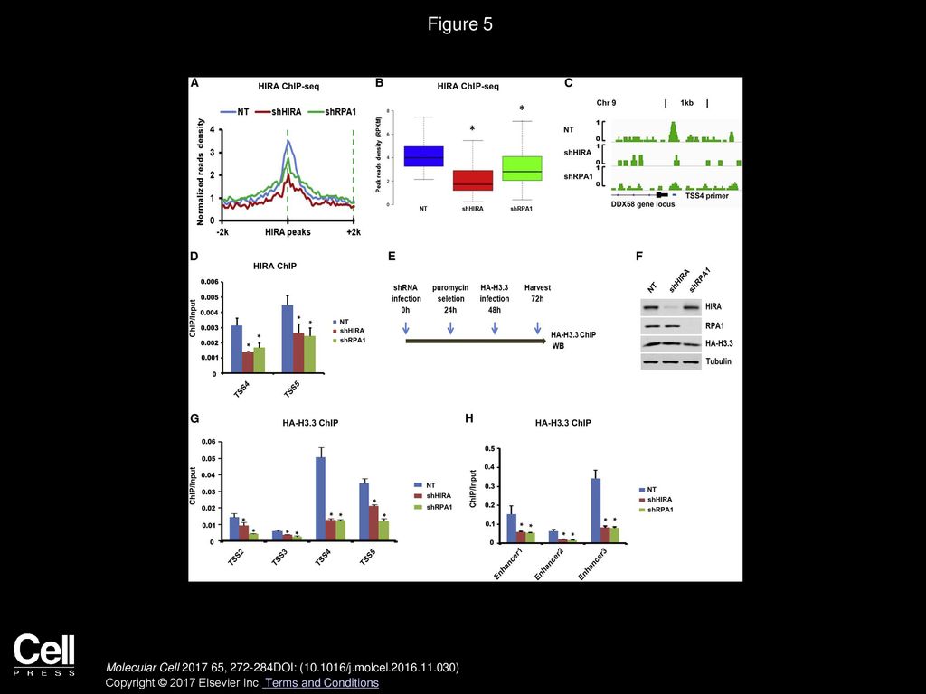 Figure 5 Depletion of RPA1 Results in Reduced Association of HIRA with Chromatin and Impairs Deposition of Newly Synthesized H3.3.