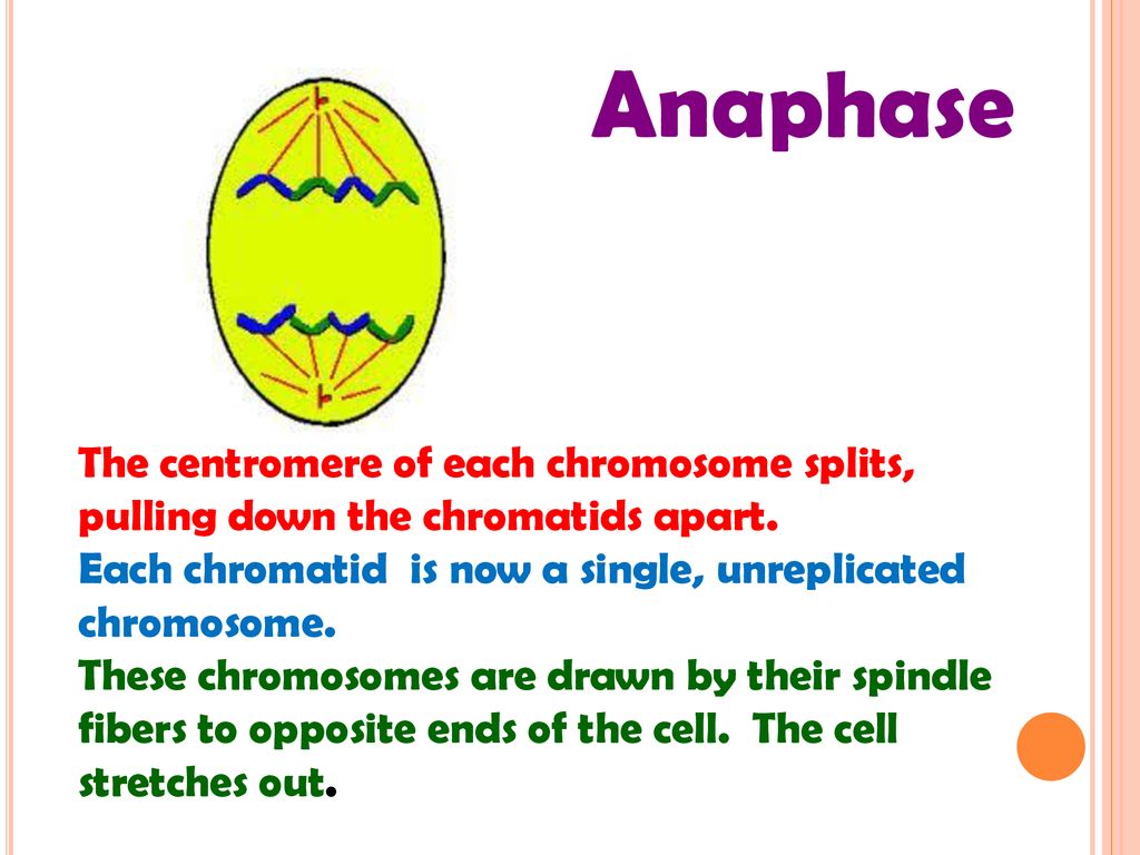 10.5 What are the functions of cell division? Biology Diagrams