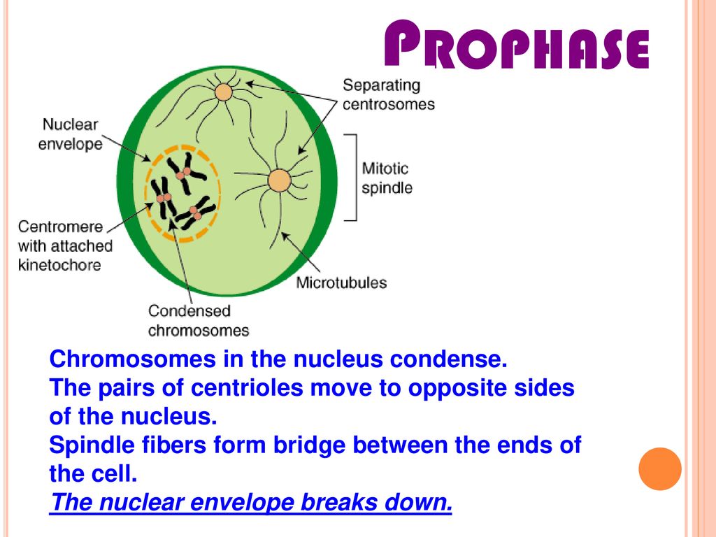 10.5 What are the functions of cell division? Biology Diagrams