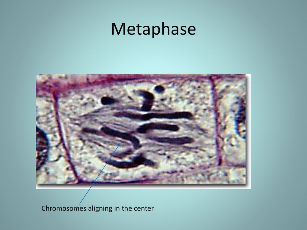 Cell Reproduction Chapter 9 Biology Diagrams