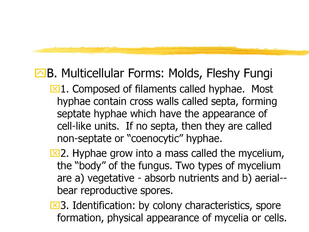 B. Multicellular Forms: Molds, Fleshy Fungi