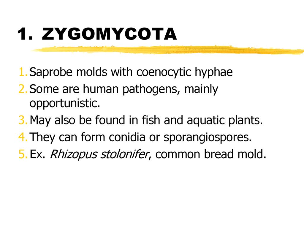 ZYGOMYCOTA Saprobe molds with coenocytic hyphae