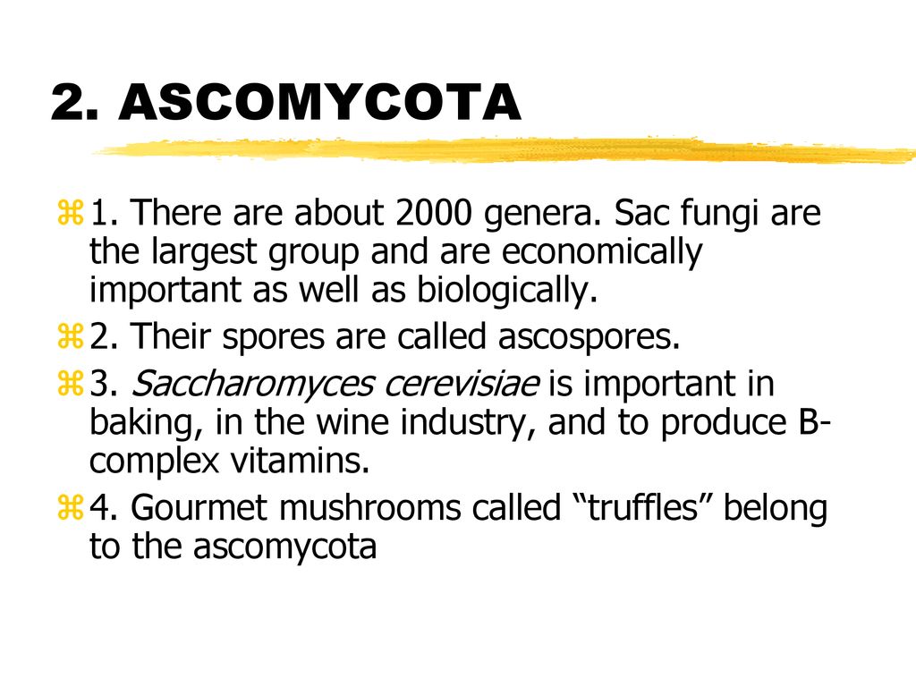 2. ASCOMYCOTA 1. There are about 2000 genera. Sac fungi are the largest group and are economically important as well as biologically.