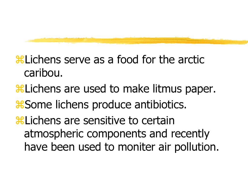 Lichens serve as a food for the arctic caribou.