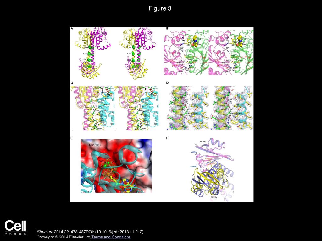 Figure 3 Binding Interfaces and Interactions between DhaR(N) and DhaK or DhaL.