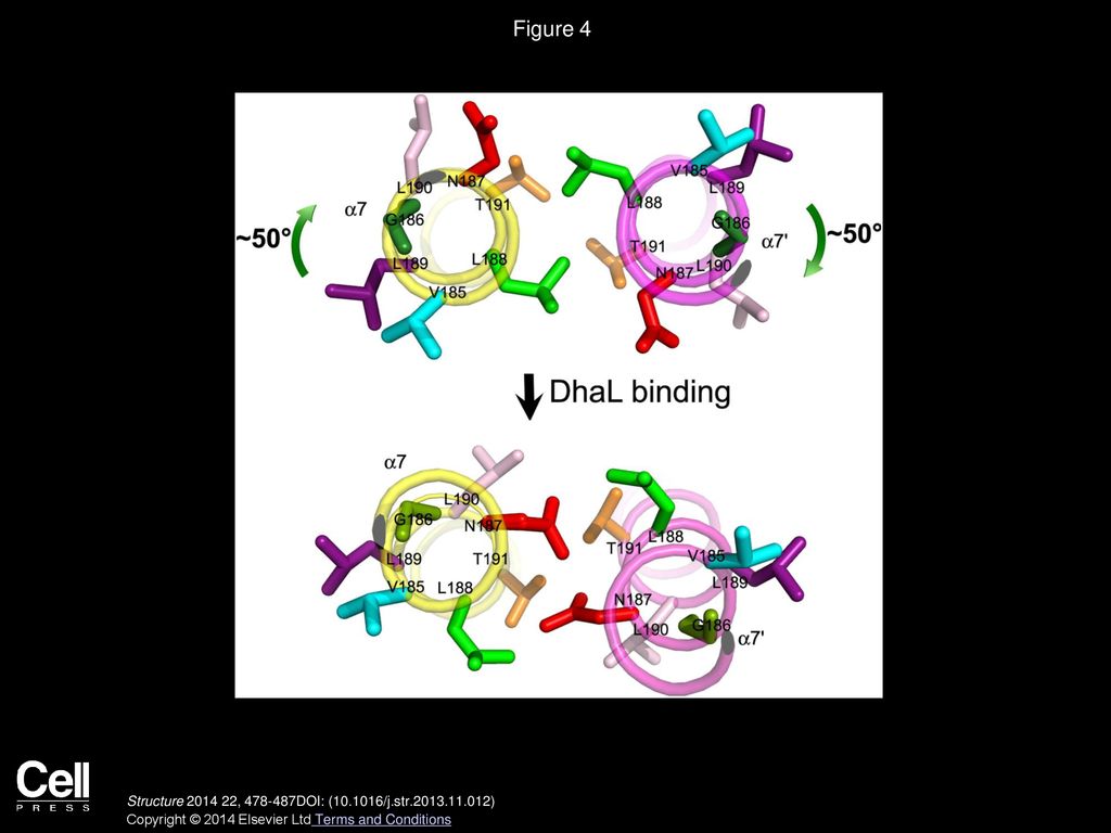Figure 4 Conformational Reorganization of the DhaR(N) Coiled-Coil Region through Helix Rotation upon DhaL Binding.