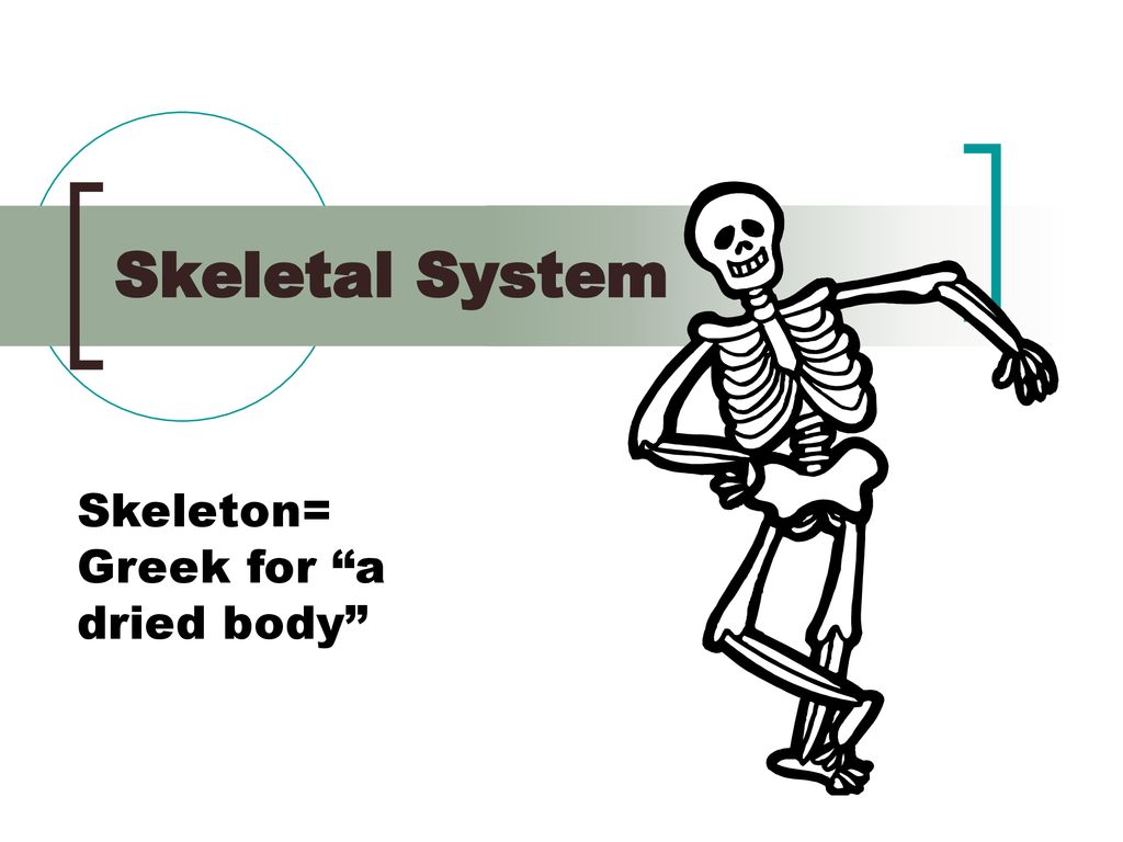 Skeletal System Skeleton= Greek for “a dried body” ppt download