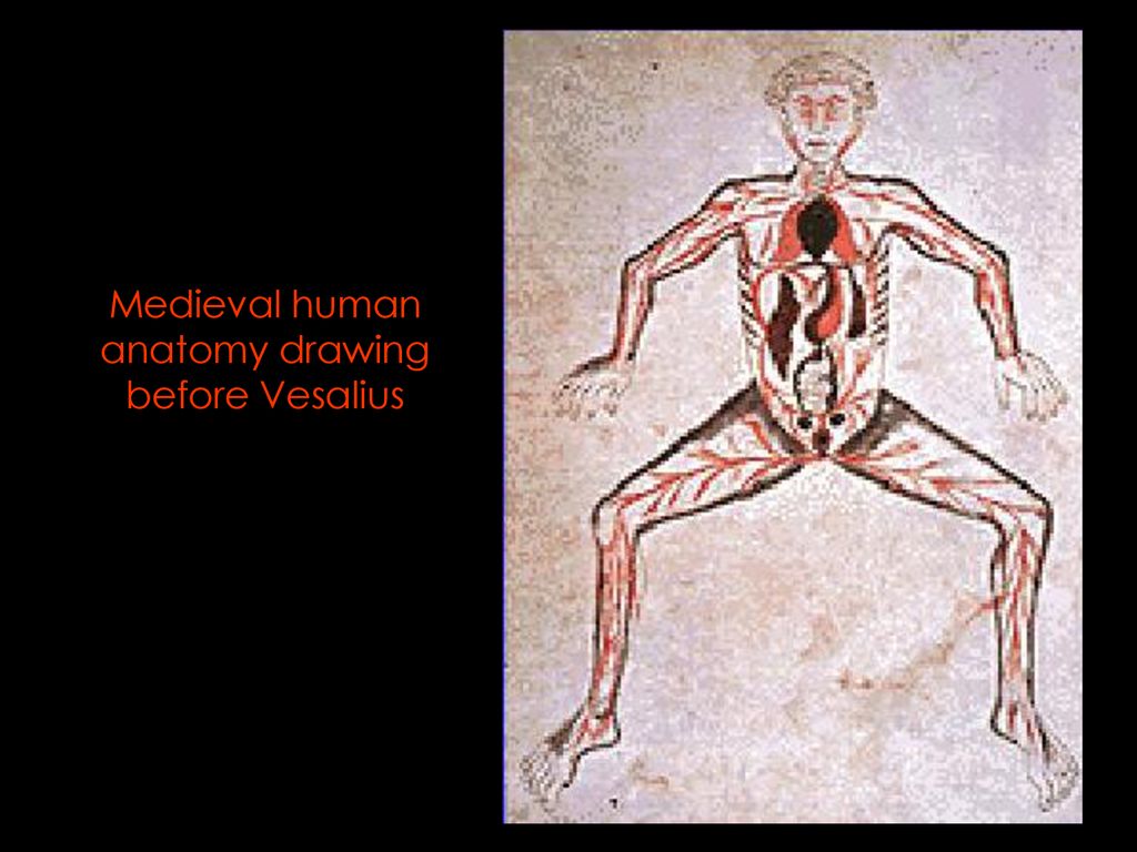 Medieval human anatomy drawing before Vesalius