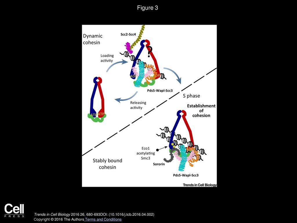 Thomas Gligoris, Jan Löwe Trends in Cell Biology Biology Diagrams
