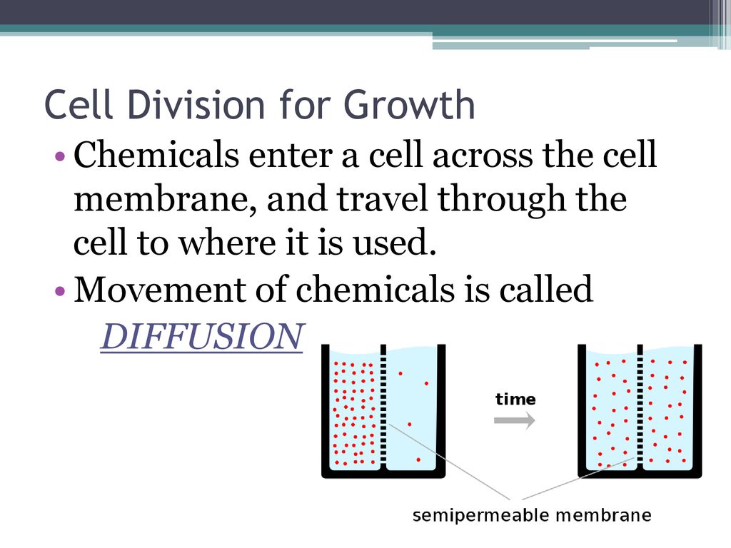 The Importance of Cell Division Biology Diagrams