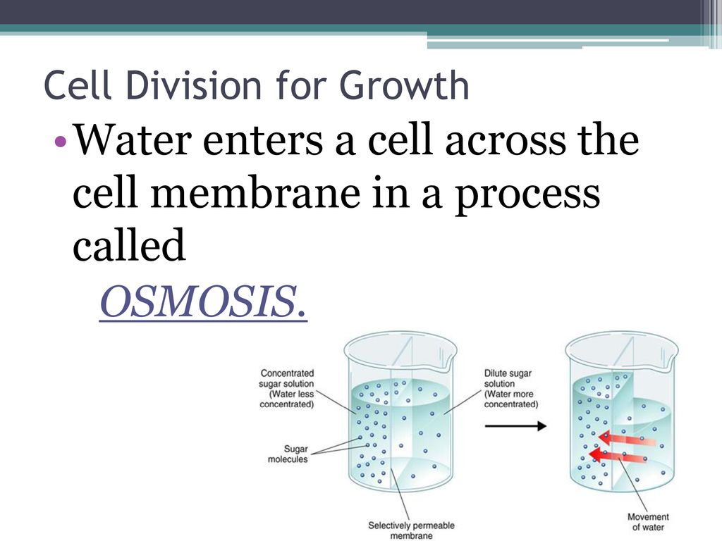 The Importance of Cell Division Biology Diagrams
