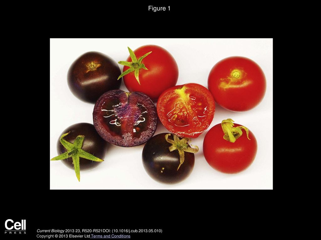 Figure 1 Purple vs. red tomatoes.