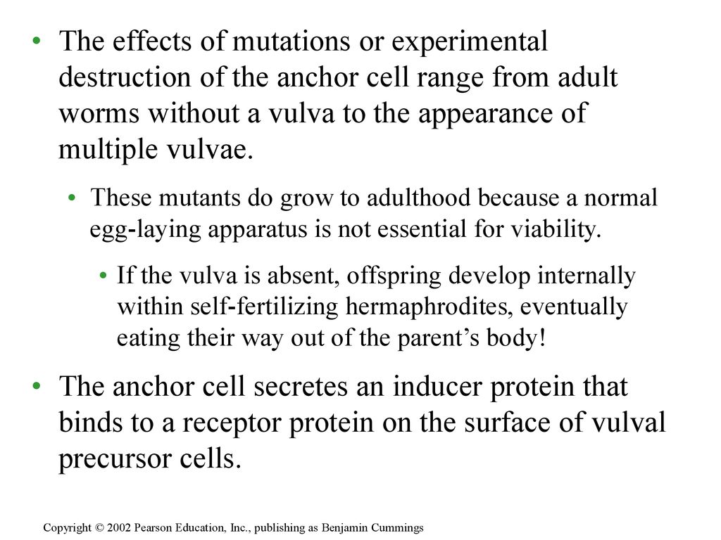 CHAPTER 21 THE GENETIC BASIS OF DEVELOPMENT Biology Diagrams