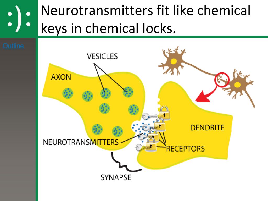 Unit 4 Biological Psychology ppt download
