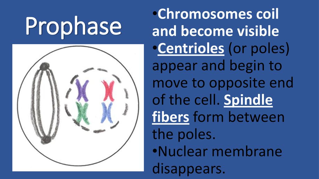 Prophase Metaphase—(Middle) Anaphase—(Apart) Telophase—(Two) Biology Diagrams