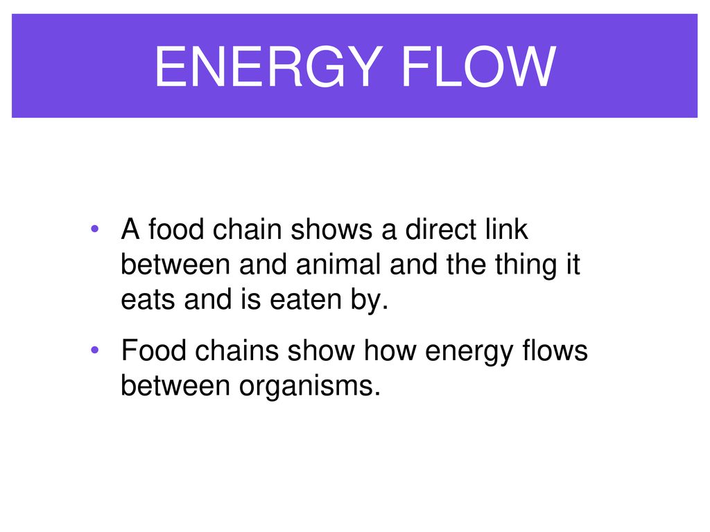 ENERGY FLOW & CONSUMERS PRODUCERS DECOMPOSERS Biology Diagrams