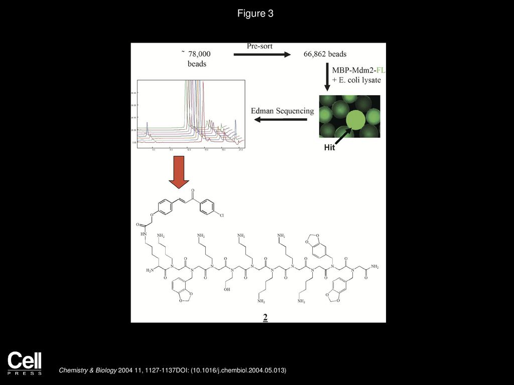 Figure 3 Sequence of Experiments Leading to the Identification of a High-Affinity MBP-Mdm2 Ligand.