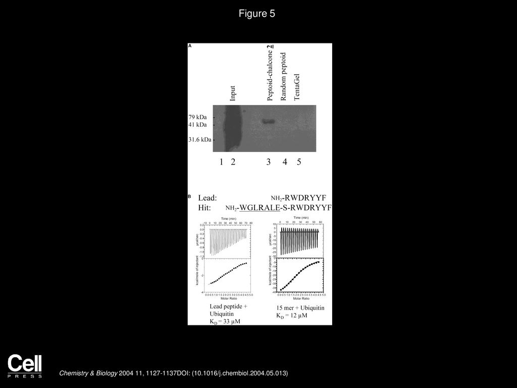 Figure 5 Retention of MBP-Mdm2 from HeLa Extract and Determination of the Dissociation Constant of Ubiquitin Ligands.