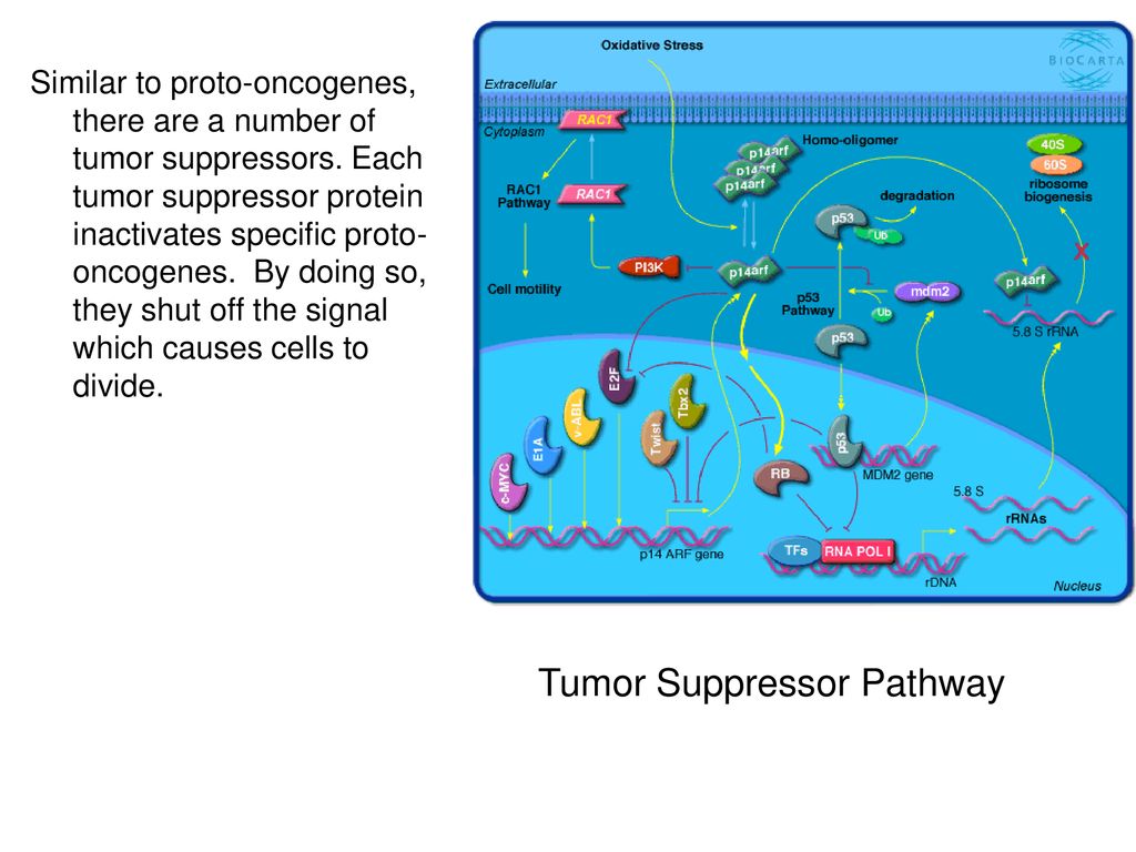 Cell division is highly regulated Biology Diagrams