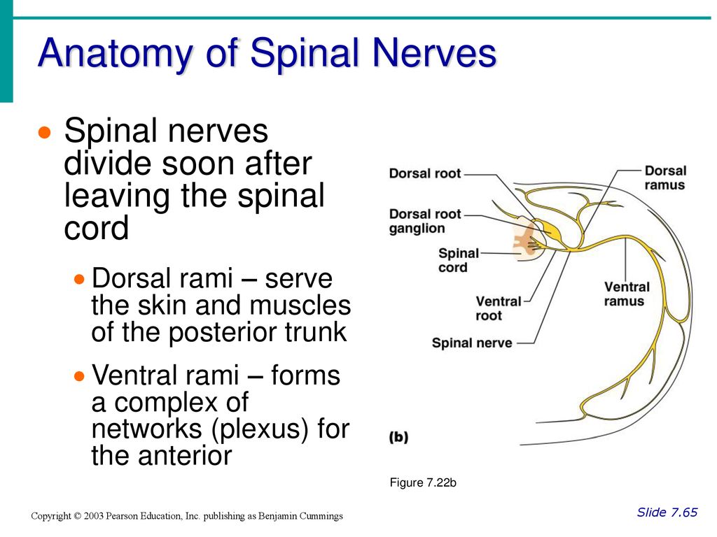 Chapter 7 The Nervous System Biology Diagrams