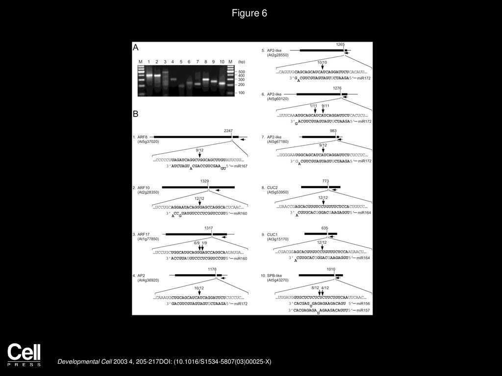 Nucleotide Sequences Of 5 Nontranslated Regions Of Cat Mrnas A