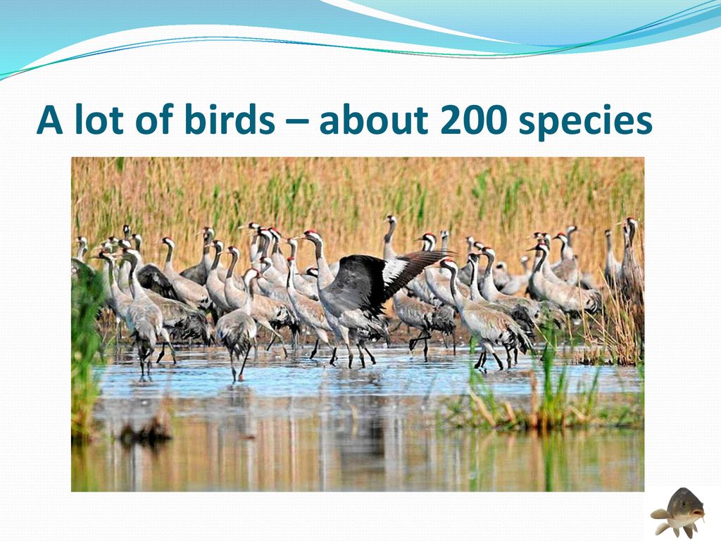 A lot of birds – about 200 species