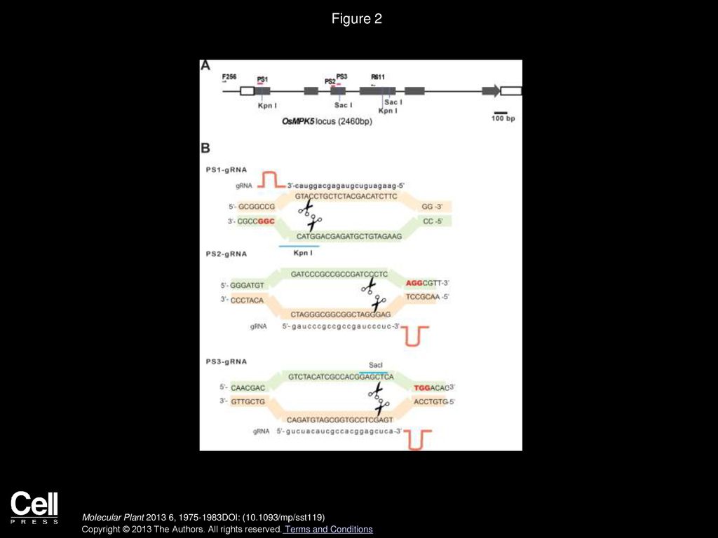 Rna Guided Genome Editing In Plants Using A Crispr Cas System Ppt Download Rna Guided Genome Editing In Plants Using A Crispr Cas System Ppt Download