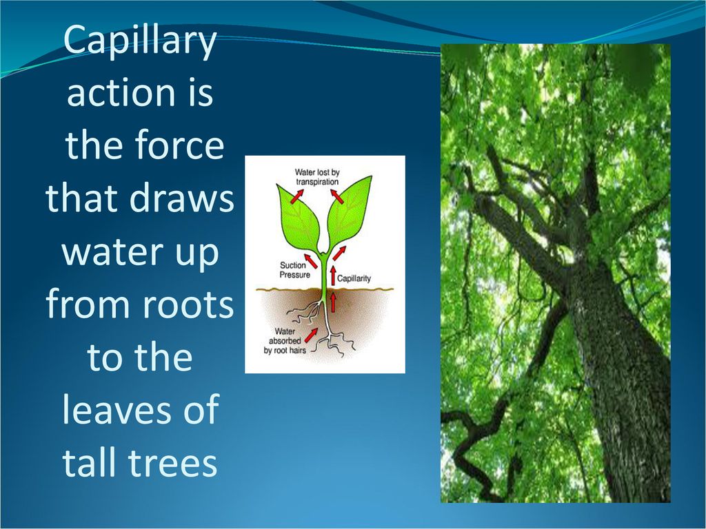 Capillary action is the force that draws water up from roots to the leaves of tall trees