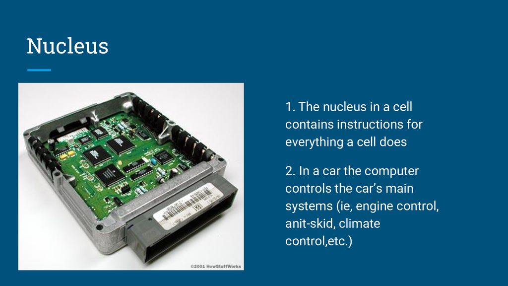 Nucleus 1. The nucleus in a cell contains instructions for everything a cell does.