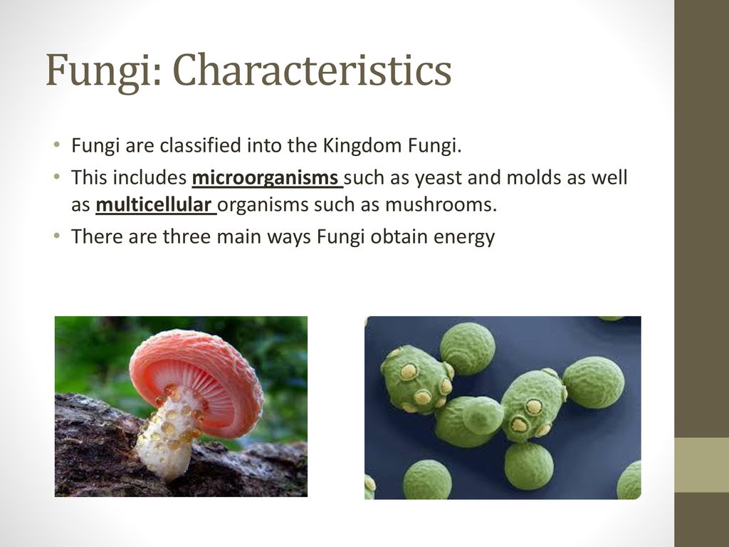 Protists and Fungi 6.L.5A.1 and 6.L.5A ppt download