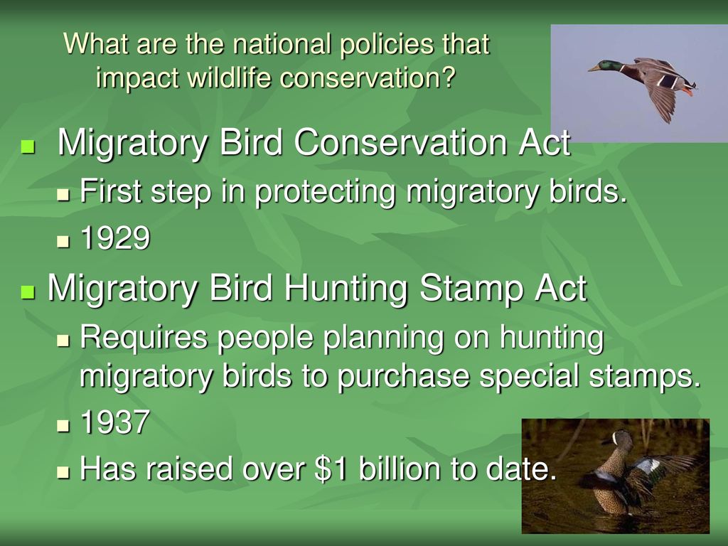 Exploring the History and Importance of Wildlife Management - ppt download