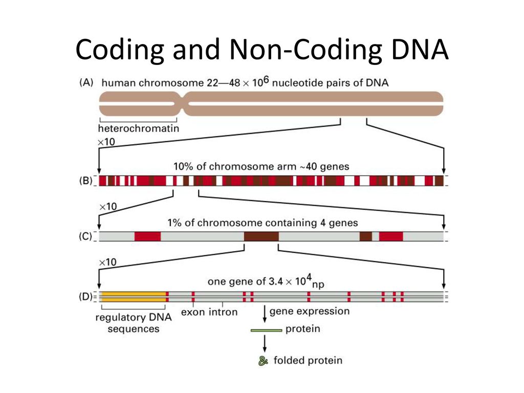 Genetics lesson ppt download