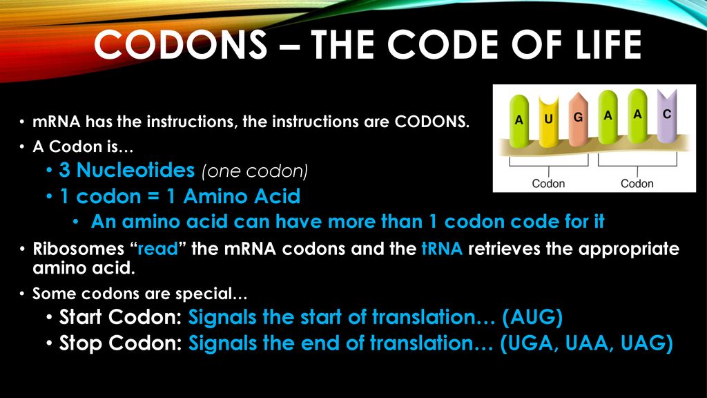 Codons – The Code of Life