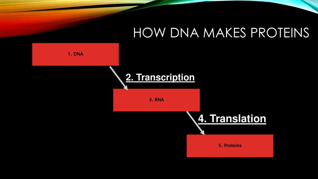 How DNA makes proteins 4. Translation 2. Transcription 1. DNA 3. RNA