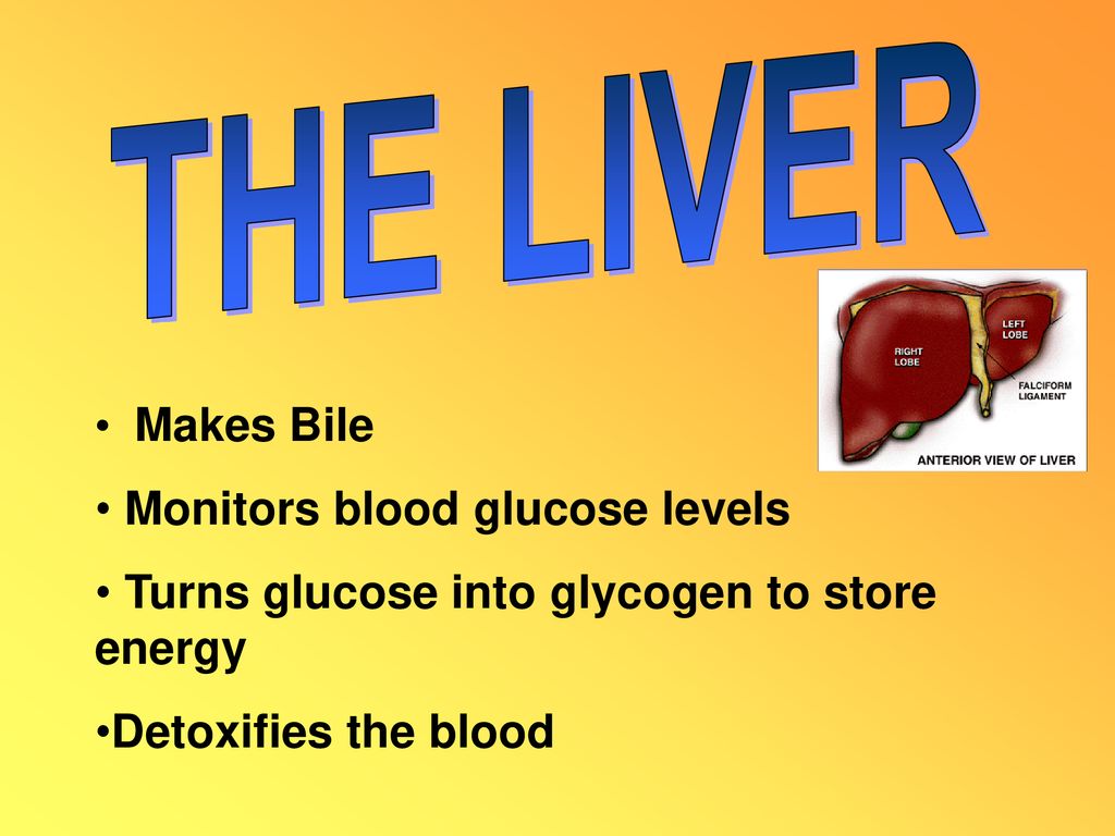 DIGESTION Ppt Download digestion-ppt-download