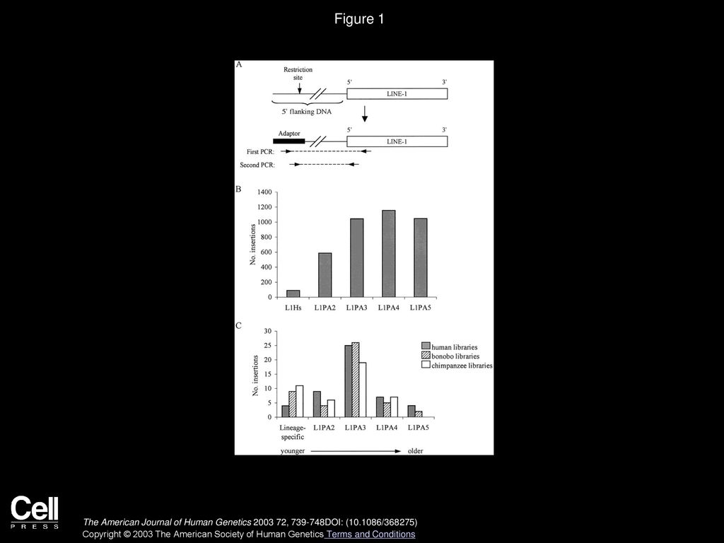 Lauren M. Mathews, Susan Y ppt download