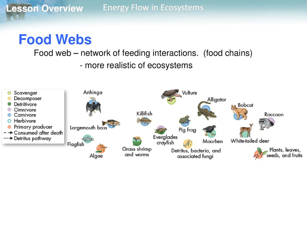 Food Webs Food web – network of feeding interactions. (food chains)