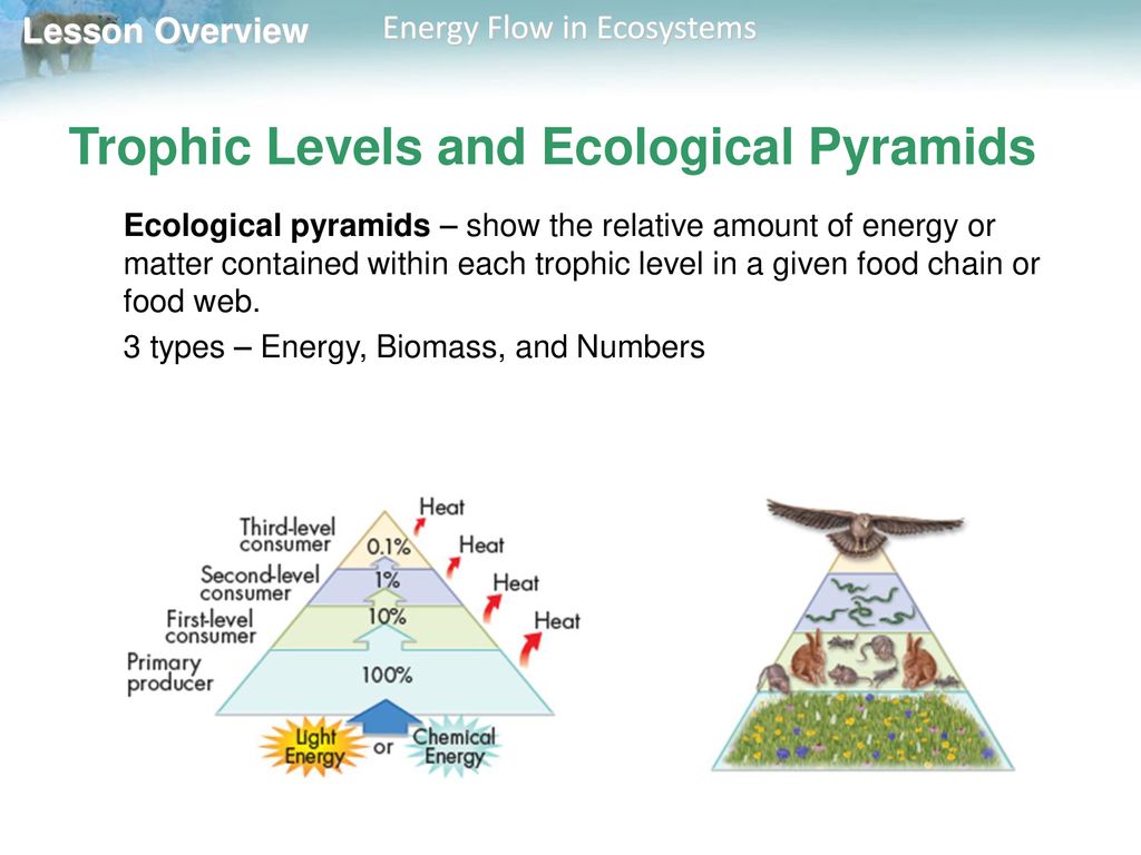 Trophic Levels and Ecological Pyramids