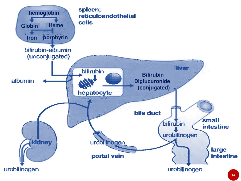 Liver function. Глобин билирубин. Связанный билирубин.