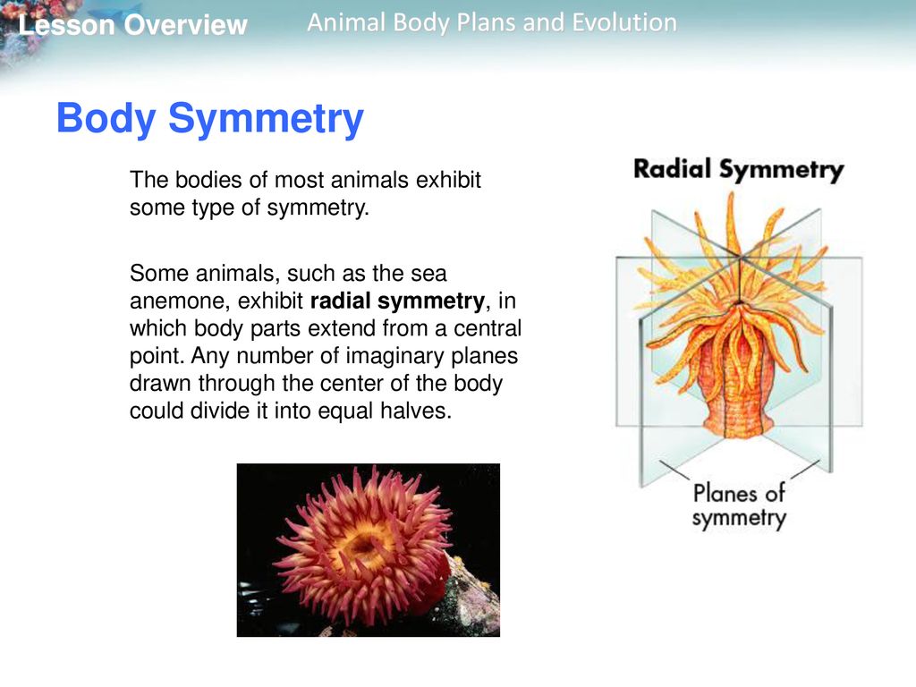  Animal Body Plans and Evolution - ppt download