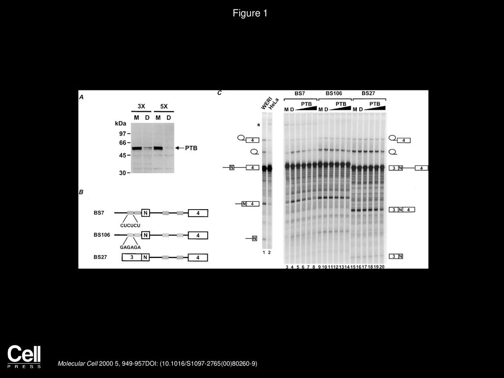 Figure 1 Immunodepletion of PTB Derepresses N1 Exon Splicing In Vitro