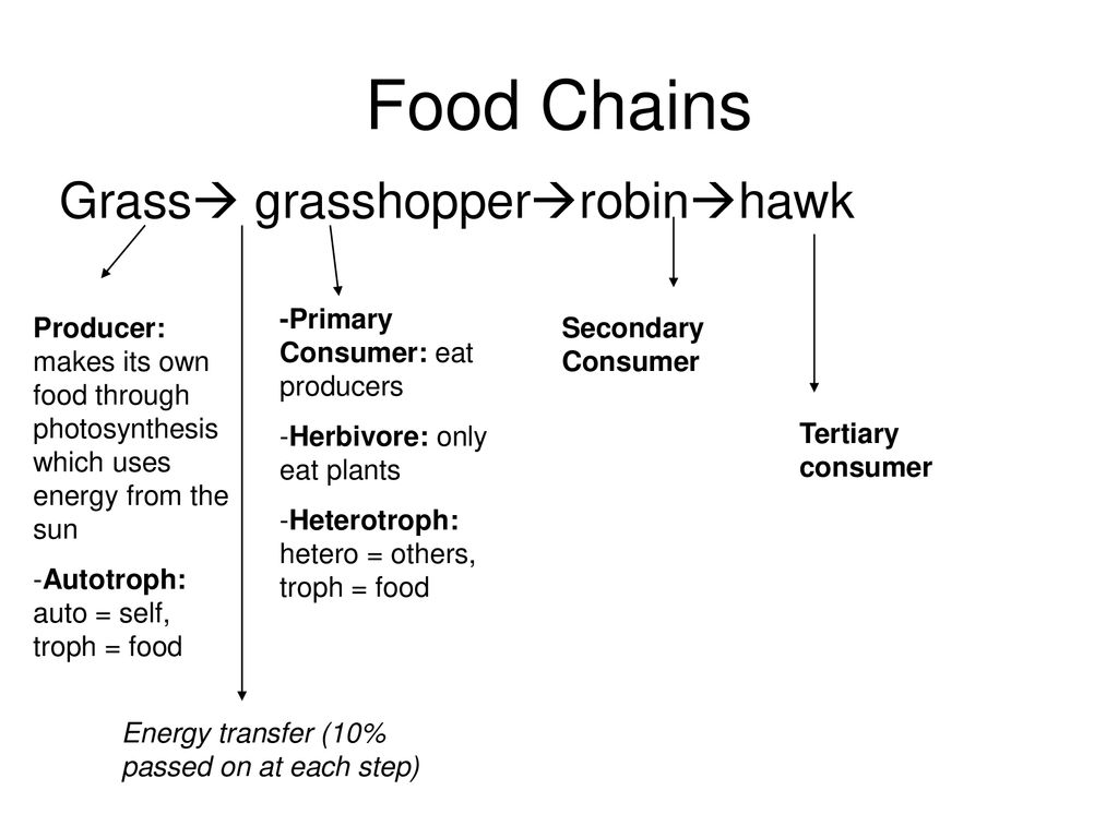 Day 2 SCI 10 Ecology. Biology Diagrams