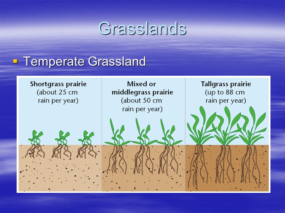 Grasslands Temperate Grassland