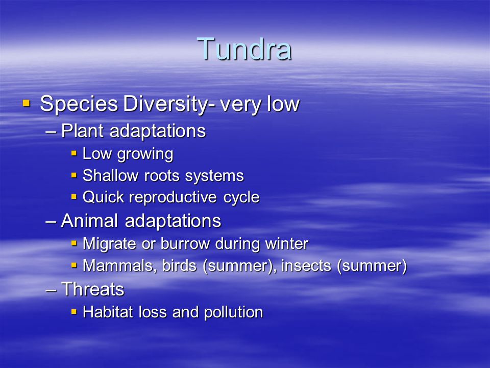 Tundra Species Diversity- very low Plant adaptations