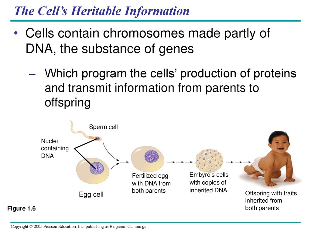 The Cell’s Heritable Information