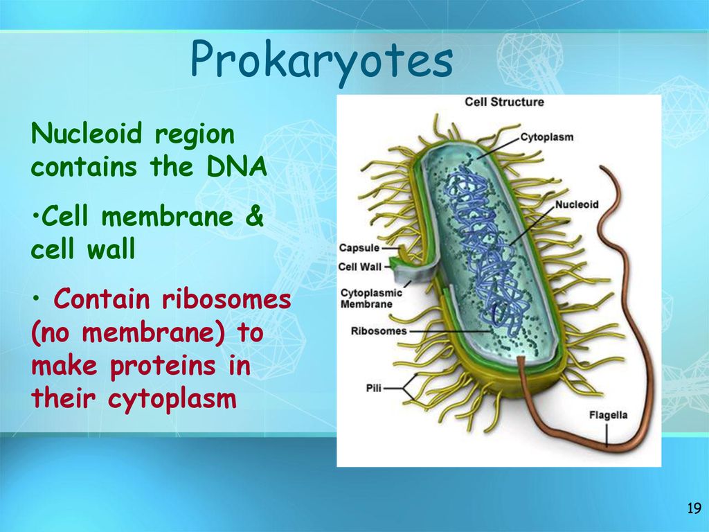 Prokaryotes Nucleoid region contains the DNA Cell membrane & cell wall