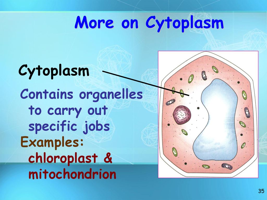 More on Cytoplasm Cytoplasm