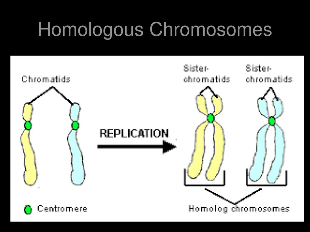 Водоросли хромосомы. Хромосома. Chromatid. Chromosome and chromatid. Диффузная центромера.