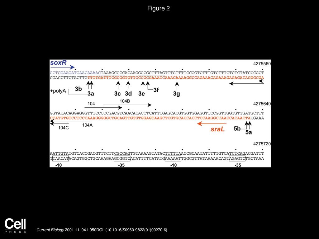 Volume 11, Issue 12, Pages (June 2001) - ppt download