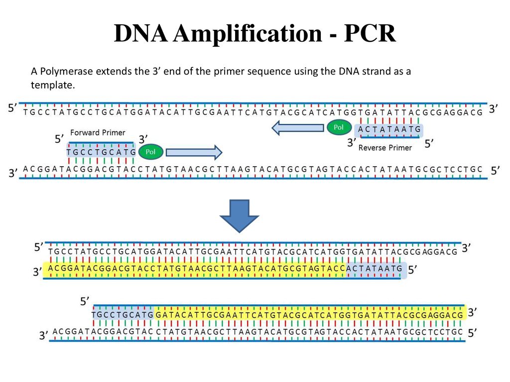 DNA Amplification - PCR